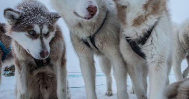 Chiens des neiges