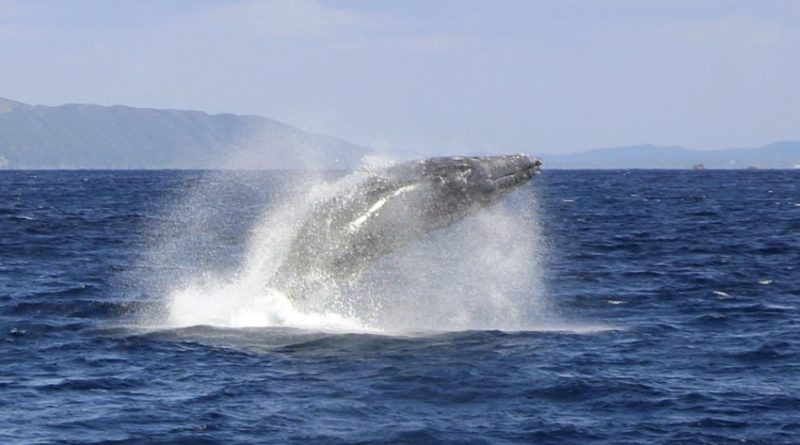 Observation des baleines