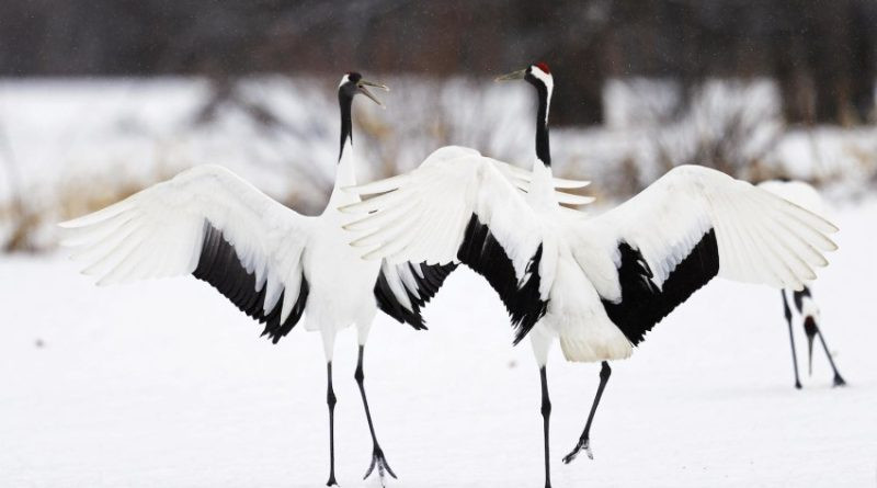 Le plaisir de la neige