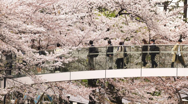 Roppongi en fleurs