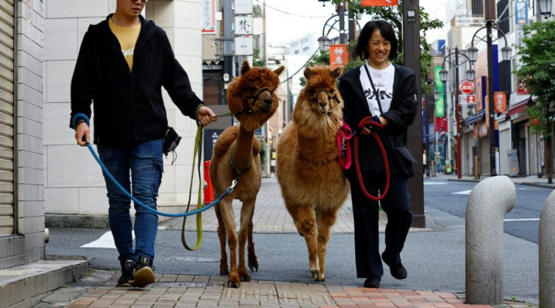 Promener leurs alpagas